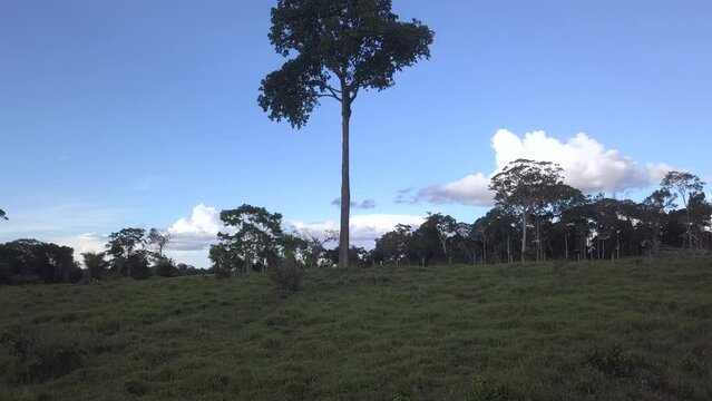 Aerial view of Amazon rainforest deforestation, forest turned into cattle pasture in farm Brazil nut tree Bertholletia excelsa remains in meadow. 4K. Concept of ecology, environment, climate change.