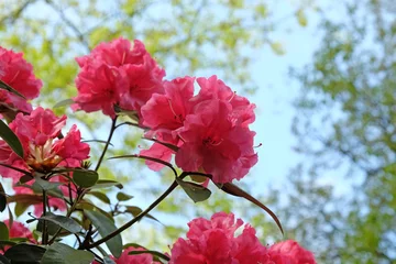 Plexiglas foto achterwand Pink Rhododendron ÔWilgen's SurpriseÕ in flower © Alexandra
