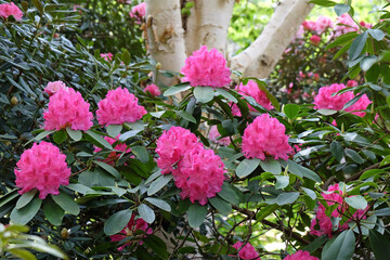 Fototapeta na wymiar Pink Rhododendron 'Cynthia' in flower