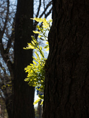 Young shoots of branches and leaves grew on a tree trunk in spring. The new life of the tree awakens.
