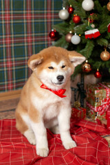Happy Dog Akitu Christmas New Year