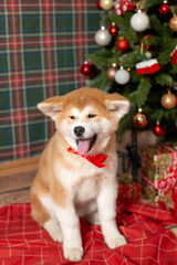 Happy Dog Akitu Christmas New Year