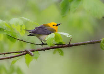 prothonotary warbler on branch