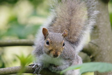 squirrel in the park