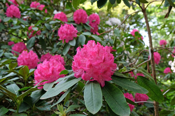 Pink Rhododendron 'Cynthia' in flower