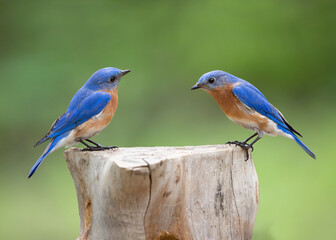 two male bluebirds