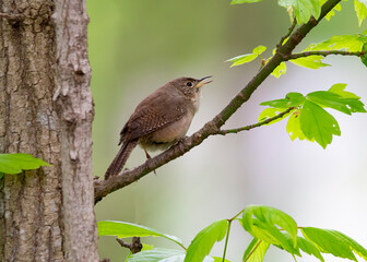 house wren
