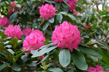 Pink Rhododendron ÔCynthiaÕ in flower