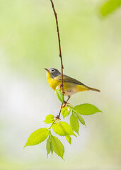 Nashville warbler