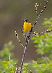 Yellow breasted chat