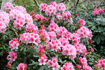 Pink and white Rhododendron ÔHydon DawnÕ in flower