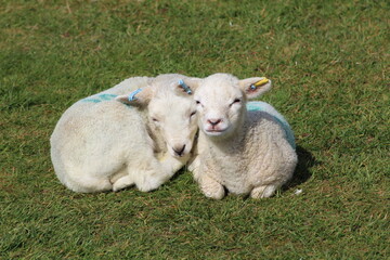 Naklejka premium two little lambs