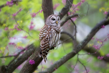 Barred owl