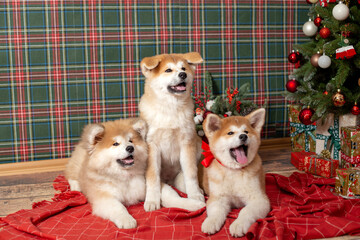 Fototapeta na wymiar Happy Dog Akitu Christmas New Year