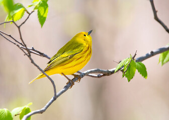 Yellow warbler