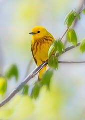 Yellow warbler