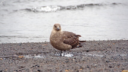 Brown skua (Stercorarius antarcticus) on the beach on Deception Island, South Shetland Islands,...