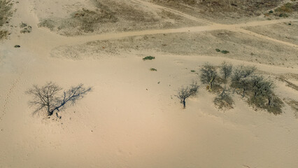 National Park de Loonse en Drunense Duinen in Udenhout Netherlands. Desert bright sunny day