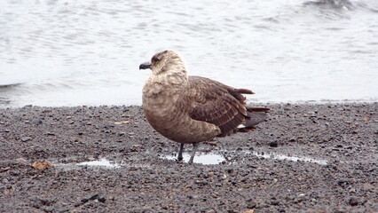 Brown skua (Stercorarius antarcticus) on the beach on Deception Island, South Shetland Islands, Antarctica