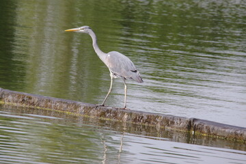 Heron on a bund