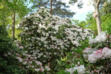 Obraz premium Large white Rhododendron ÔLoderi Pink DiamondÕ in flower.