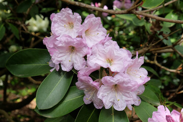 Pale pink Rhododendron ÔLoderi Sir EdmundÕ in flower.