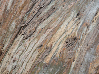 Background from the bark of a tree. Unusual natural background. The pattern of the bark of a southern tree.