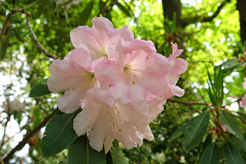 Pale pink Rhododendron ÔLoderi PatienceÕ in flower.