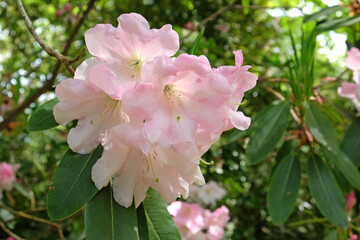 Obraz premium Pale pink Rhododendron 'Loderi Patience' in flower.