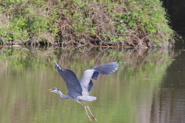 Heron in Flight