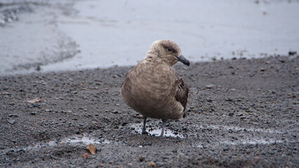 Brown skua (Stercorarius antarcticus) on the beach on Deception Island, South Shetland Islands,...