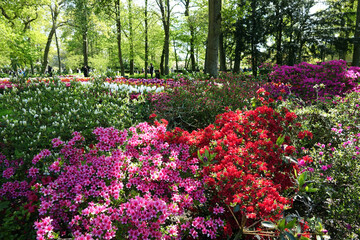 Netherlands. Flowers of the garden Keukenhof in Lisse