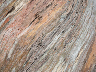 Fototapeta premium Background from the bark of a tree. Unusual natural background. The pattern of the bark of a southern tree.