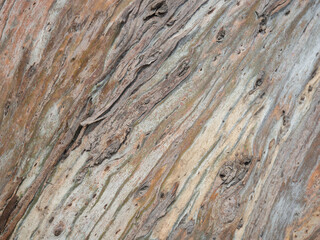 Background from the bark of a tree. Unusual natural background. The pattern of the bark of a southern tree.