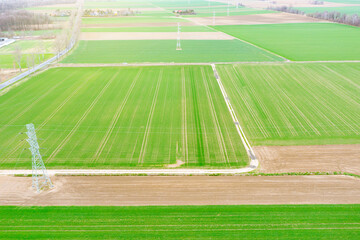 Top view of bright green fields sown with wheat and corn, rural landscape from above, nature