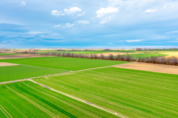 Top view of bright green fields sown with wheat and corn, rural landscape from above, nature, blue skies