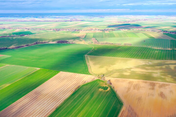 Top view of bright green fields sown with wheat and corn, rural landscape from above, nature, blue...