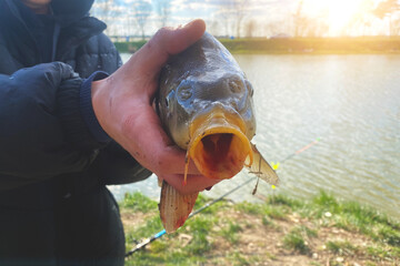 The fisherman holds a fish in his hands, summer fishing. carp