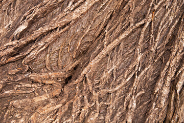 Naklejka premium Texture of the bark of a deciduous tree. The background is wooden.