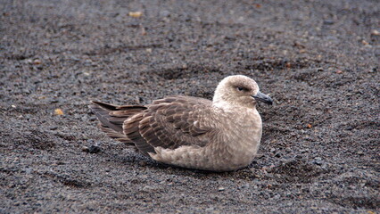 Brown skua (Stercorarius antarcticus) sitting on the beach on Deception Island, South Shetland Islands, Antarctica