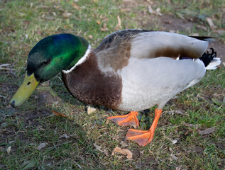 duck on a pond