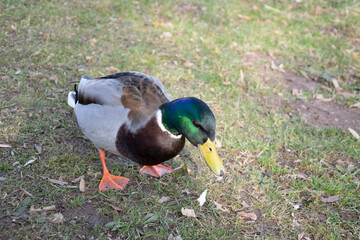 duck on the grass