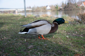 duck in the park