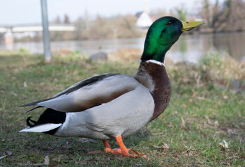 duck in the park