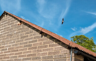 a barn swallow (Hirundo rustica) in flight above the nesting barn, blue sky