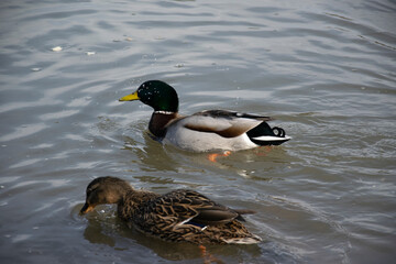 duck on the water