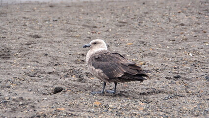 Brown skua (Stercorarius antarcticus) on Deception Island, South Shetland Islands, Antarctica