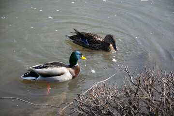 duck on the water