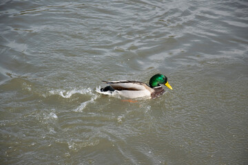 duck in the water