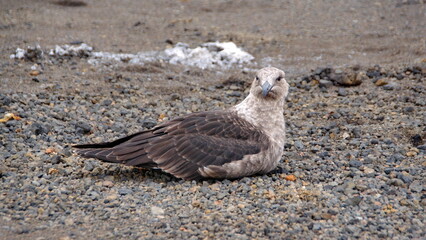 Brown skua (Stercorarius antarcticus) sitting on the beach on Deception Island, South Shetland Islands, Antarctica